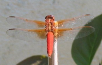 Red Dragonfly 01