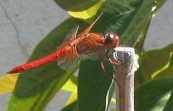 Red Dragonfly 02