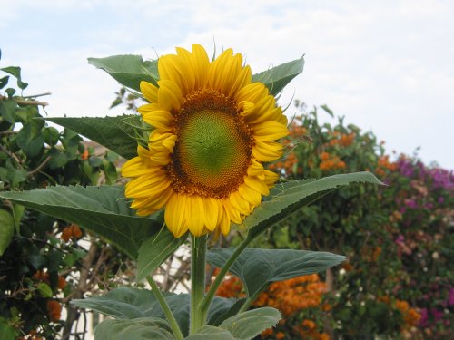 Sunflower front
