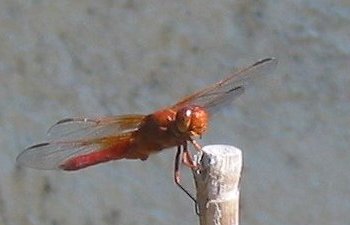 Red Dragonfly 03